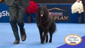 2025 National Dog Show Winner Announced, See Result & Pics