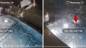 Airborne Car Crashes Into Yard, Driver Plunges Into Pool, on Video