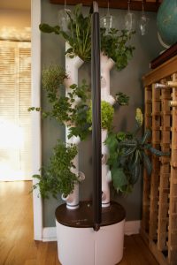 This smart garden turned my black thumb green